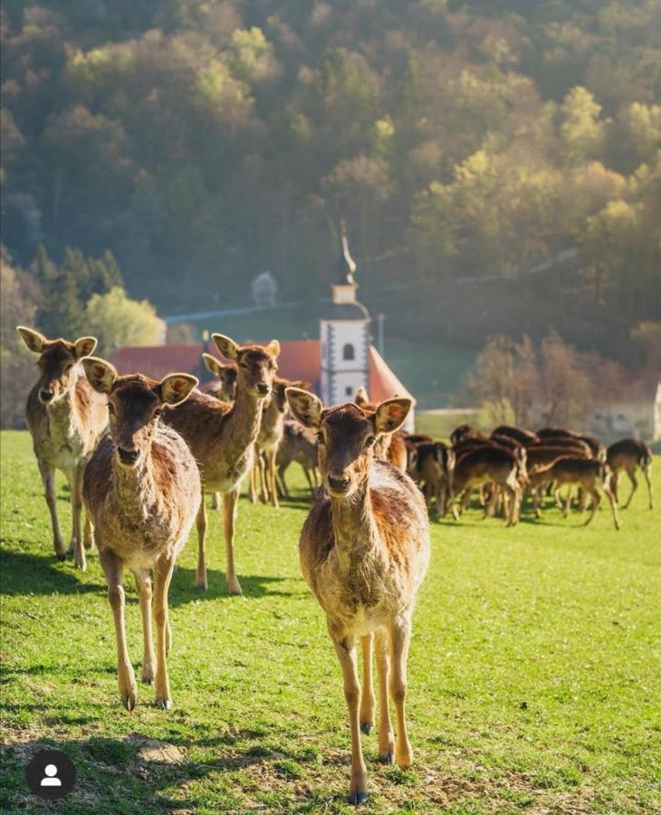 Guesthouse Jelenov Greben พอดเชเทอร์เทค ภายนอก รูปภาพ