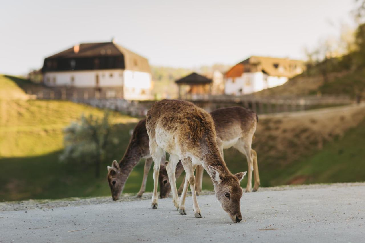Guesthouse Jelenov Greben พอดเชเทอร์เทค ภายนอก รูปภาพ